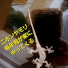 毎年やってくるニホンヤモリと、身近な環境に目を向けるきっかけ