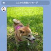 夏のお散歩とペットホテル♬ワンちゃんの安心時間を守るためにU*^_^*U