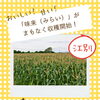 【江別市】滝農園のとうもろこし「味来（みらい）」がまもなく収穫開始！