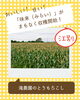 「【江別市】滝農園のとうもろこし「味来（みらい）」がまもなく収穫開始！」