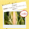 【江別市】滝農園の「たきちび（ヤングコーン）」販売中！皮もひげも食べられる旬の味覚