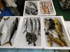 令和8年7月28日 店内「📣本日のお魚情報🐟」