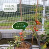 屋上菜園のミニトマトが折れてしまいました…きゅうりは少しずつ回復中