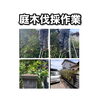 【和歌山市西庄】大きくなりすぎた庭木の高さ調整！スッキリ安全に整えました｜便利屋助さん
