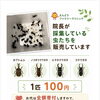 カブトムシ・クワガタを販売中！