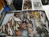 令和8年7月30日 店内「📣本日の店内情報🐟」