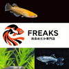 【関市】改良メダカ専門店 FREAKSさんがまいぷれに登場しました！