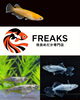 「【関市】改良メダカ専門店 FREAKSさんがまいぷれに登場しました！」
