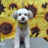 どこから乾かそう【どっぐさろんあきゅ　小型犬専門　トリミング　ペットサロン　京都市南区上鳥羽】