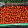 朝食ビュッフェに佐久市産｢ほれまる｣が登場🍅
