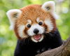 レッサーパンダ「【 今秋の出張予定 】」