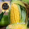 シリーズ『いま、旬です。』vol.15  栗山町産 栗山コーン