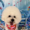 🐬7月もありがとうございました！8月のご予約受付中です🐶✂️