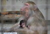 「第38回とべ動物園動物画コンクールを開催します。」