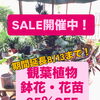 観葉植物、鉢花セール期間延長！
