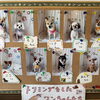 トリミングをしたワンちゃんたちの紹介
