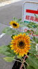 🌻少しずつ開花中「明石市大明石町【テスコム明石求人センター】8月のお知らせ」