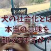 犬の社会化の本当の意味を知ってますか？