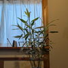 癒しの観葉植物🪴