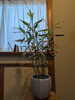 「癒しの観葉植物🪴」