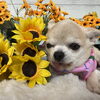 🌻8月のトリミング予約受付中！蕨駅東口のDog Salon MAROUBRA🌻