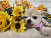 「🌻8月のトリミング予約受付中！蕨駅東口のDog Salon MAROUBRA🌻」
