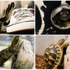 お留守番中のカメさん、ひっくり返りには要注意🐢⚠️