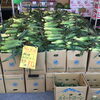 群馬県産とうもろこしがお買得！ワケあり3本100円です♪