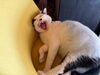 可愛すぎるだろ💕「猫ちゃんと会える🐈サクラ咲くフルーツ店」