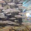 【夏休みのお出かけに】見るだけじゃない！かすみがうら市水族館🐟
