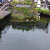 忍野八海へ♬ワンちゃんと名水さんぽU*^_^*U