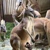 アカカンガルーの赤ちゃんが顔を出しました！