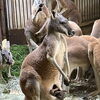 アカカンガルーの赤ちゃんが顔を出しました！