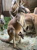 母ピンコの袋から顔を出す仔「アカカンガルーの赤ちゃんが顔を出しました！」