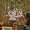 『なんか、 どんどん元気になります ！』～人生を変える整体院～