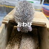 おわびと御案内