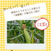 【江別のとうもろこし直売所】朝採れとうもろこしが買える「滝農園」の魅力をご紹介