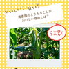 朝採れだから甘い！滝農園のとうもろこしがおいしい理由とは？