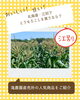 「北海道・江別でとうもろこしを買うなら？滝農園直売所の人気商品をご紹介」