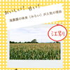 生でも食べられる？滝農園の味来（みらい）が人気の理由🌽✨