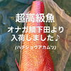 知る人ぞ知る高級魚‼️オナガ鯛入荷しました/藤枝居酒屋/鮮魚/焼き鳥