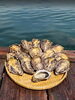 カネト海苔水産 三倍体かき「夏こそ食べたい！栄養満点の「牡蠣小町」をご紹介」