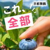 ブルーベリー狩りは 8月16日まで☺️！