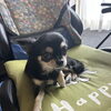 我が家の愛犬ウラン♀♪おうち時間と電気のご相談はおまかせください！