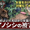一晩でここまでやられるとは… イノシシ被害・初体験しました!　たねのハシモトミヤ