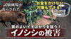 「一晩でここまでやられるとは… イノシシ被害・初体験しました!　たねのハシモトミヤ」
