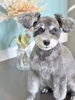 キラキラおめめで見つめてます「お客様のご紹介🐶[大分市高崎/貸切トリミング]」