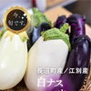 シリーズ『いま、旬です。』vol.17 北海道産　長沼町 白ナス・江別市の米ナス