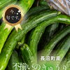 シリーズ『いま、旬です。』vol.18 北海道産・長沼町の不揃いきゅうり