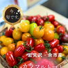 シリーズ『いま、旬です。』vol.20 北海道産・岩見沢市、余市町のカラフルトマト